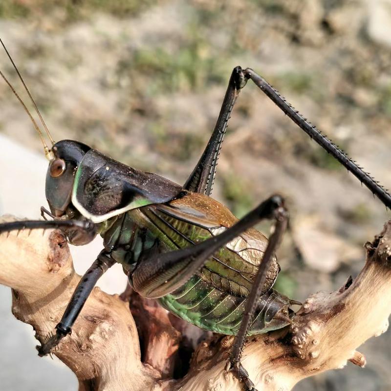 精品活虫带笼子饲料绿叫平谷发鸣虫炮筒新脱铁皮绿蝈蝈蝈蝈山青 - 图3