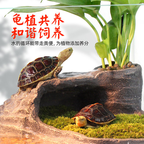 乌龟专用缸水陆缸带晒台客厅桌面玻璃鱼缸养龟巴西龟鱼饲养混养缸 - 图2