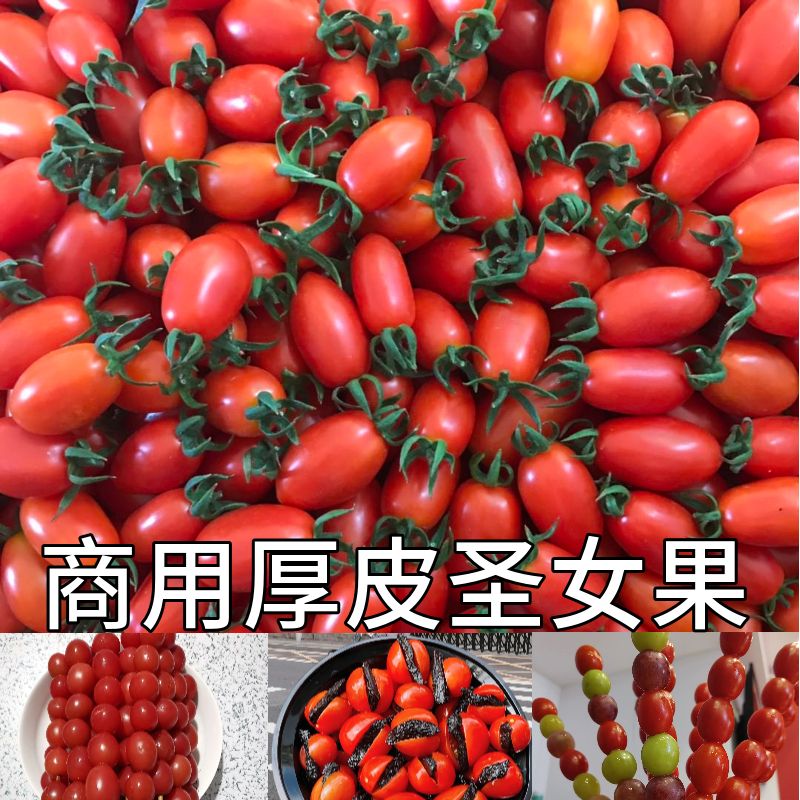 圣女果新鲜现摘6斤包邮樱桃小番茄西红柿非千禧当季孕妇蔬菜水果-图0