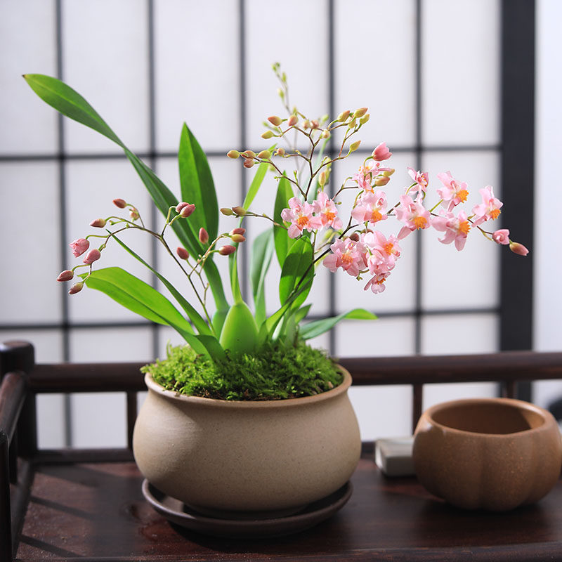 文心兰盆景小兰花办公室绿植桌面盆栽香味浓郁好养花卉植物摆件,淘宝优惠券,粉丝福利购,淘宝优惠卷