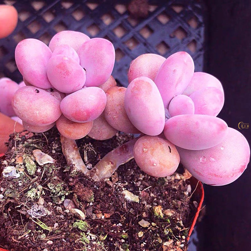 粉红色带桩桃蛋多肉植物盆栽群生多头桃之卵肉肉鸽子蛋绿植花卉 - 图2