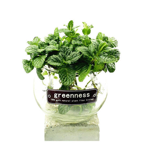 薄荷盆栽可食用 水培薄荷驱蚊提神新鲜薄荷叶办公室绿植薄荷苗 - 图3