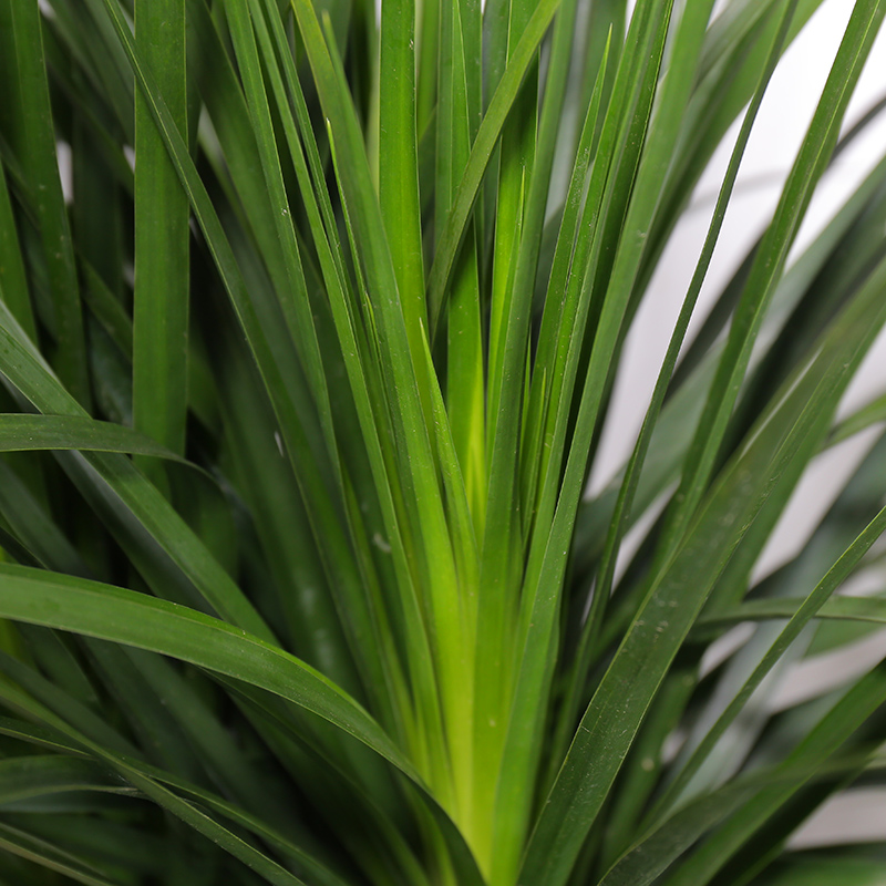 多头龙须龙血树龙铁树绿植盆栽大型花卉植物室内客厅净化空气包邮-图2