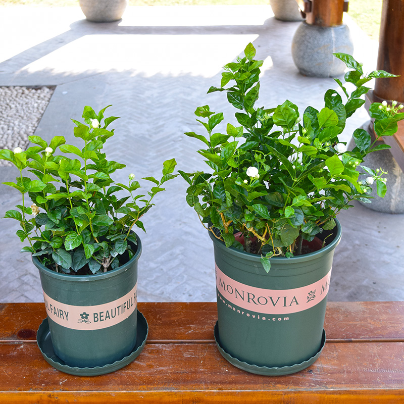 虎头茉莉茉莉花盆栽双瓣重瓣茉莉花苗双色茉莉花净化空气包邮-图0