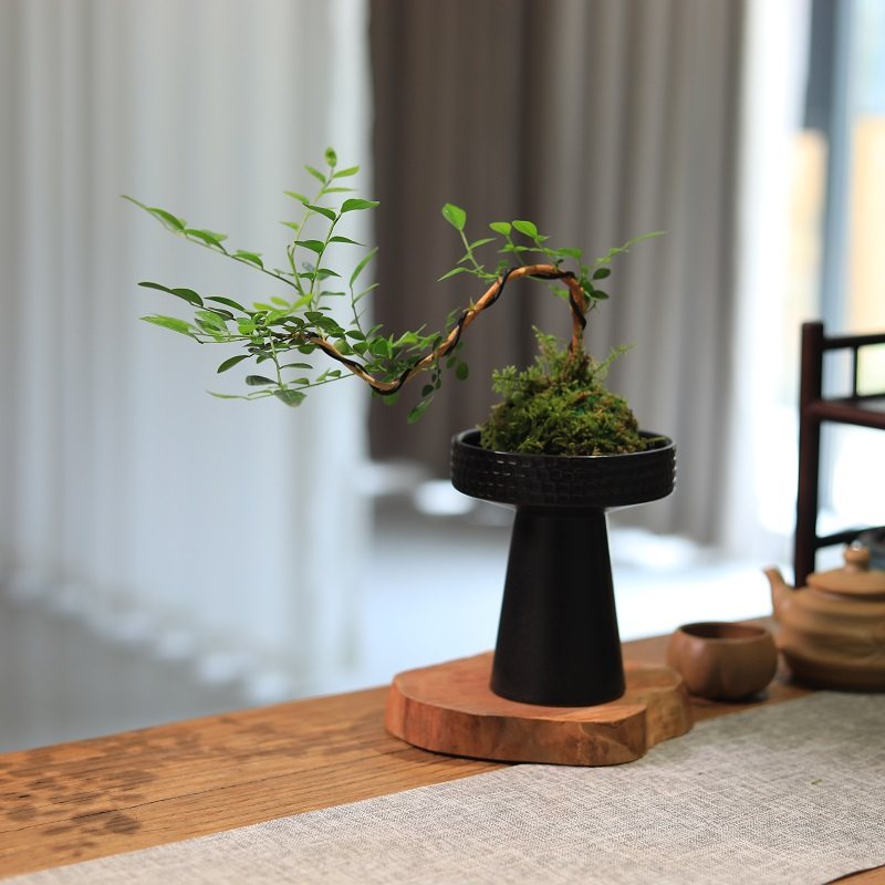 苔藓球绿植水培植物悬崖九里香室内桌面小盆栽茶台植物摆件好养,淘宝优惠券,粉丝福利购,淘宝优惠卷