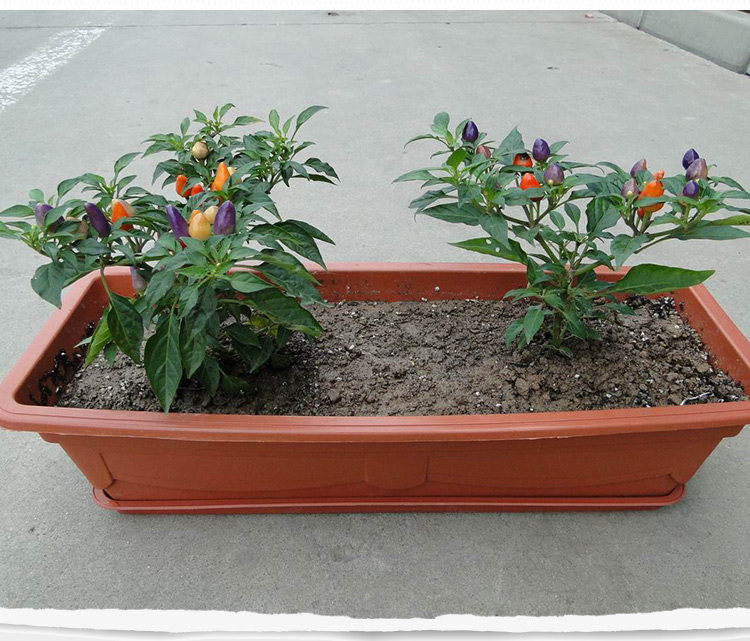 五彩辣椒花苗观赏盆栽彩椒五彩尖椒七彩珍珠椒樱桃椒食用阳台绿植,淘宝优惠券,粉丝福利购,淘宝优惠卷