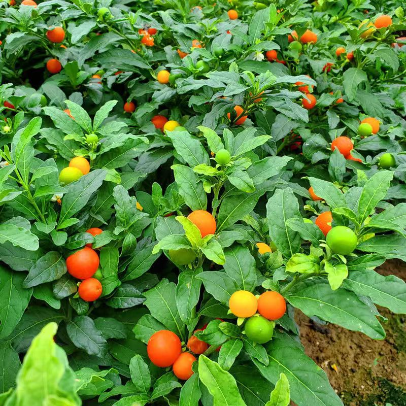 耐热耐寒多年生冬珊瑚食用吉庆果红珊瑚豆看樱桃四季果野海椒盆栽 - 图1