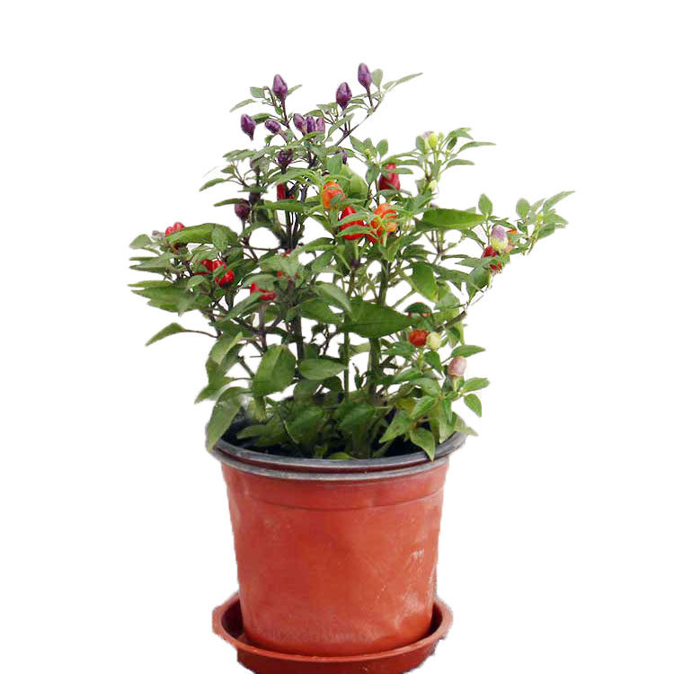 五彩辣椒花苗观赏盆栽彩椒五彩尖椒七彩珍珠椒樱桃椒食用阳台绿植,淘宝优惠券,粉丝福利购,淘宝优惠卷