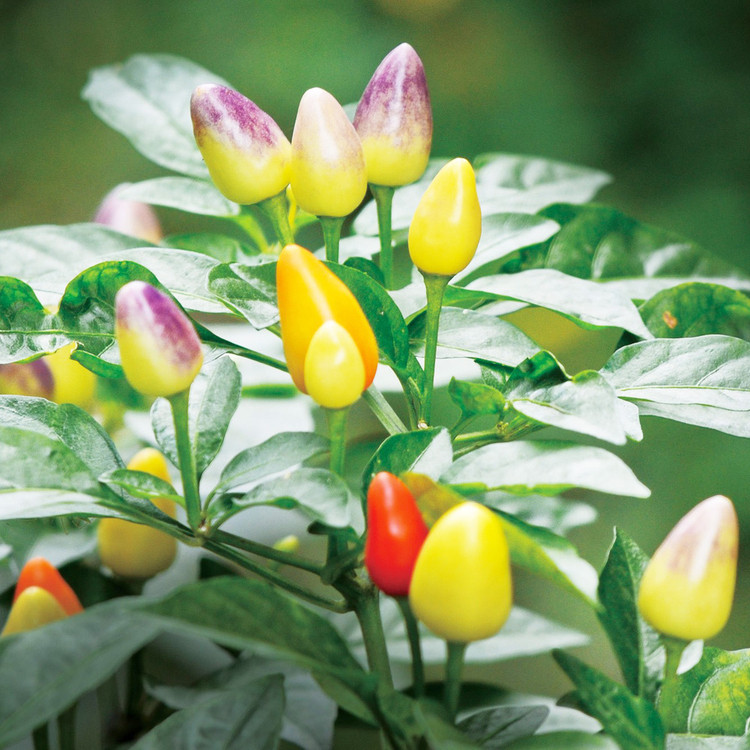 五彩辣椒花苗观赏盆栽彩椒五彩尖椒七彩珍珠椒樱桃椒食用阳台绿植,淘宝优惠券,粉丝福利购,淘宝优惠卷