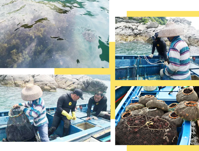 深圳本地鲜活海胆500g新鲜黄胆即食生吃刺身海鲜水产约3-10个顺丰 - 图1