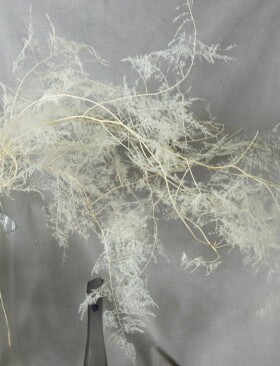 【文竹】永生文竹干花婚庆花艺推荐软装陈列布置线装花材百搭款式