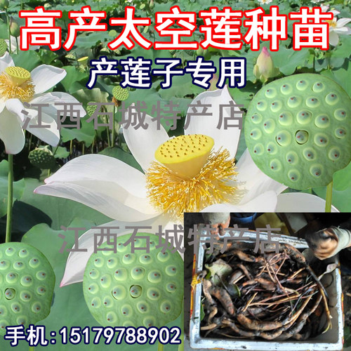太空莲36号莲子种苗建宁广昌白莲湘莲莲子莲藕种苗产莲红花莲种苗 - 图2