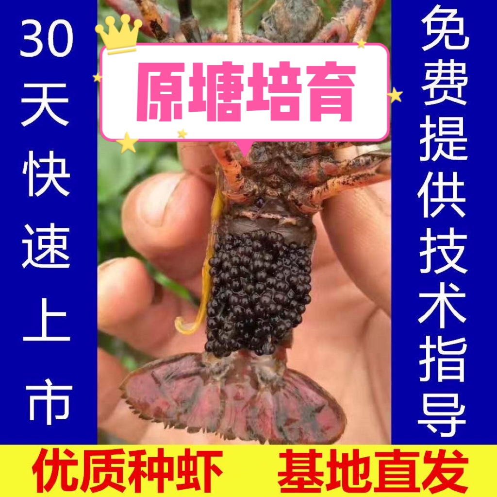 小龙虾苗种虾抱卵青虾活体虾淡水龙虾苗优质幼苗培育基地活虾