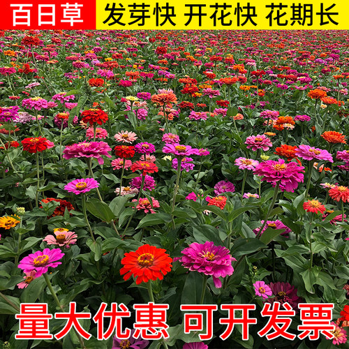 四季花种百日草种子四季开花庭院易种易活花籽百日草籽子室外花种 - 图1