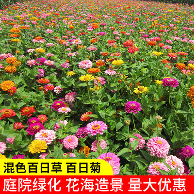 四季花种百日草种子四季开花庭院易种易活花籽百日草籽子室外花种 虎窝淘