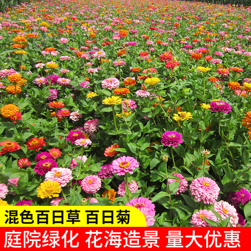 四季花种百日草种子四季开花庭院易种易活花籽百日草籽子室外花种 - 图2