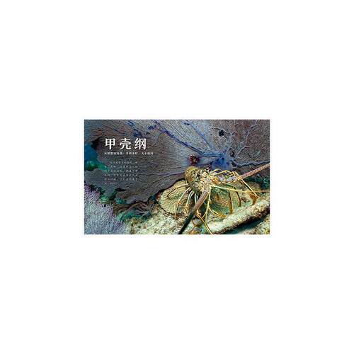 RT现货速发 青少年馆藏级动物大百科 8 无脊椎动物9787121378126 意大利蒂亚戈斯蒂尼公司电子工业出版社自然科学书籍 - 图3