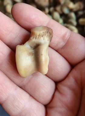 新骨爪子头吊坠项链女男毛衣链复古百搭饰品时尚腿拐骨化石老化