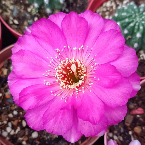 《极光》 丽花《红婵》仙人球美花经典品种包对版多肉植物D15 - 图2