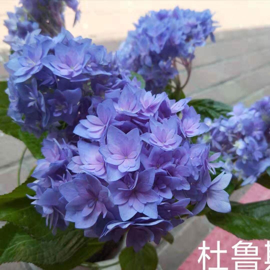 杜鲁斯 大花绣球花苗花卉盆栽园艺植物阳台庭院春季美观容易木本