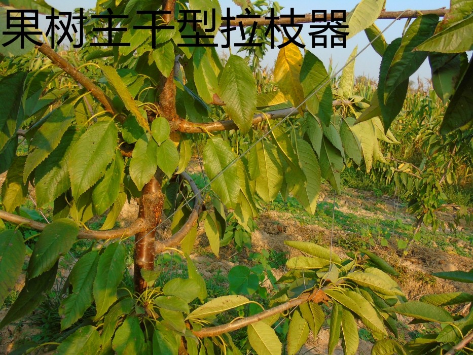 密植园果树主干型拉枝器压果园压枝拔枝器园艺工具樱桃树开角器,淘宝优惠券,粉丝福利购,淘宝优惠卷