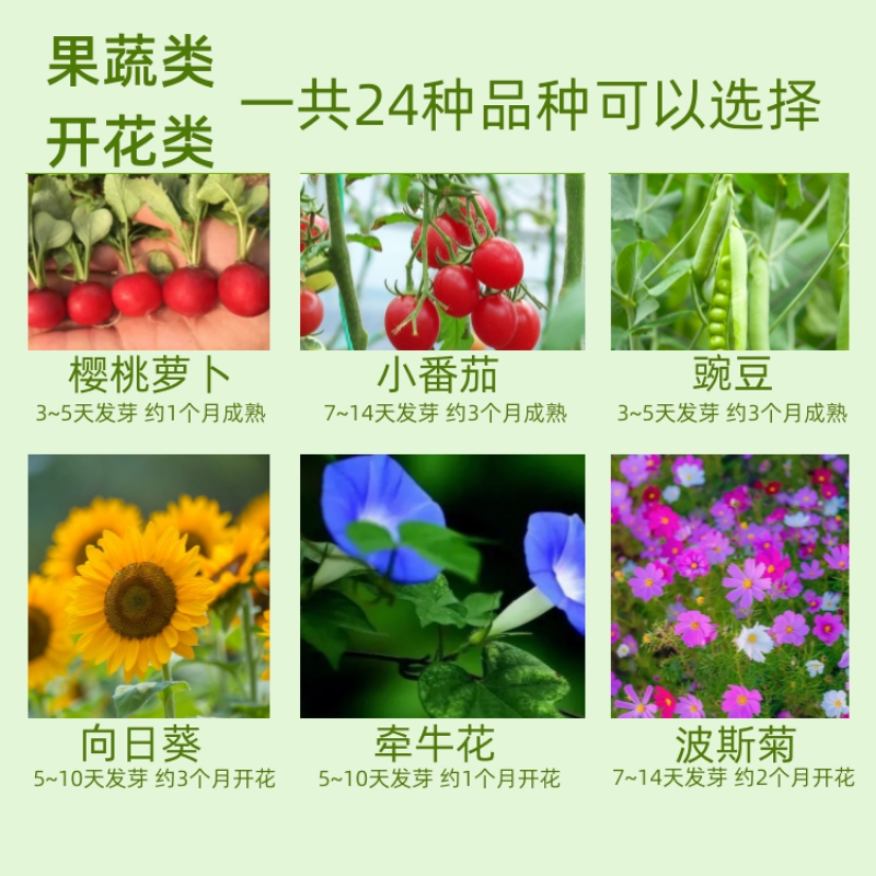 幼儿园儿童种植小盆栽植物根系观察窗发芽生长凤仙花向日葵花种子 - 图2