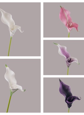 仿真花彩虹素描师EVA马蹄莲INS风家居装饰假花婚庆手捧花