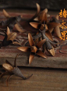 拍摄道具松果Anthea的园艺世界
