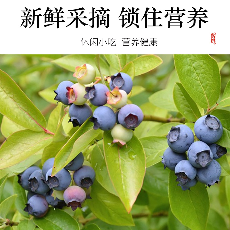 蓝莓干无糖无添加旗舰店500g泡水野生东北特产烘焙蓝莓干儿童孕妇-图2