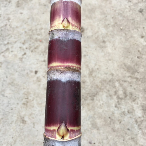 正宗广西水果黑皮甘蔗黄皮甘蔗种苗高产黄金甘蔗种子种植苗籽优良 - 图3
