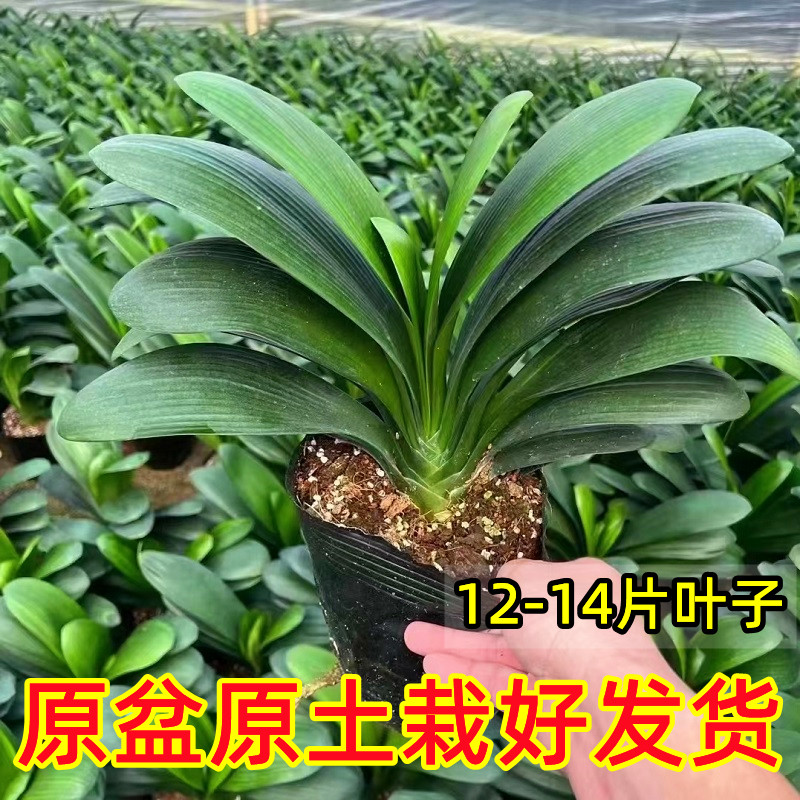 君子兰盆栽精品绿植花卉植物室内圆头和尚四季带花苞大苗当年开花 - 图3