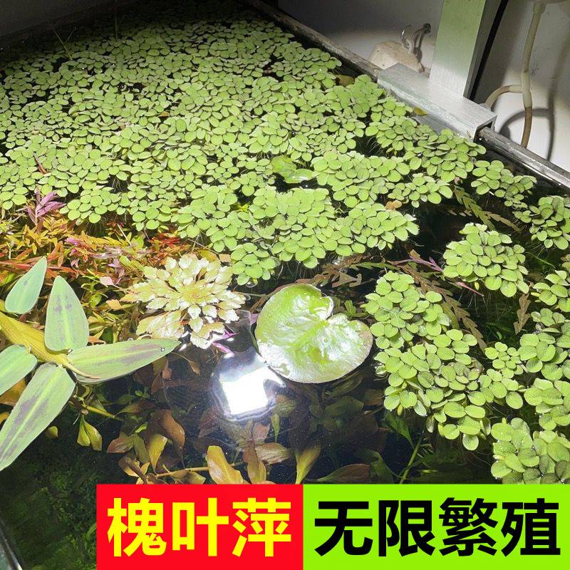 鱼缸净水槐叶萍浮萍水草圆心萍净化水质水培绿植庭院办公室鱼虾龟 - 图2