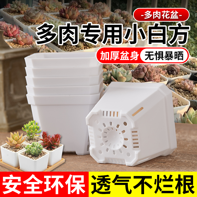 特厚多肉花盆塑料矮白方迷你特大多规格育苗精控养阳台党种植花盆 - 图0