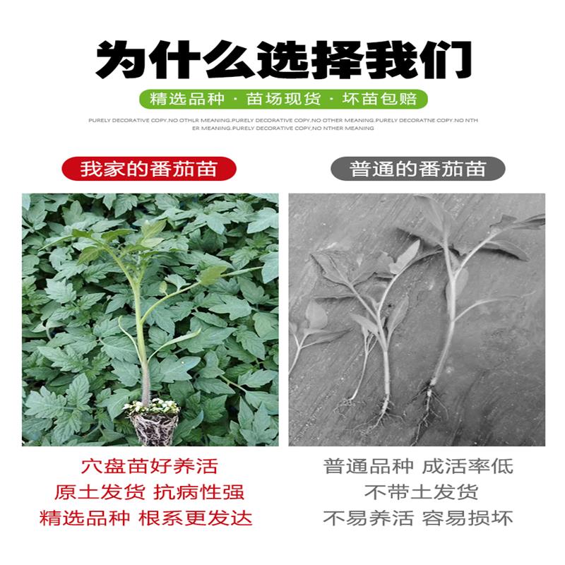 毛粉番茄苗秧苗大粉沙瓤西红柿种子苗四季高产阳台盆栽种植蔬菜苗 - 图0