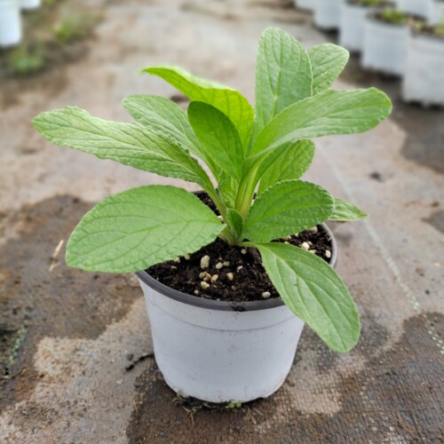 琉璃苣可食用一年生香草植物盆栽克拉香草新鲜可做菜观赏开花好看 - 图3