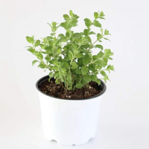 马郁兰可食用多年生香草植物盆栽克拉香草马约兰芳香泡水安神助眠 - 图3