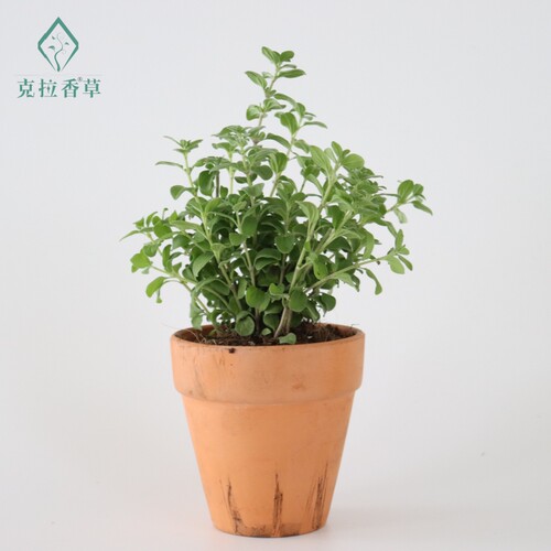 马郁兰可食用多年生香草植物盆栽克拉香草马约兰芳香泡水安神助眠 - 图0