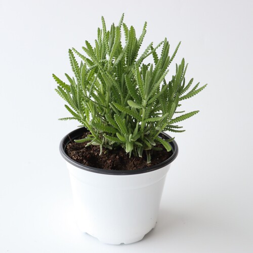 9种薰衣草组合盆栽西班牙玉兔齿叶真庭院阳台食用观赏克拉香草 - 图3