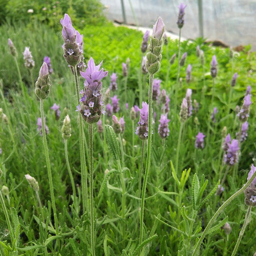 9种薰衣草组合盆栽西班牙玉兔齿叶真庭院阳台食用观赏克拉香草 - 图1