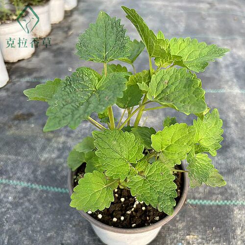 藿香五香叶可食用盆栽炖鱼泡茶解暑清热阳台花园好养克拉香草推荐 - 图3