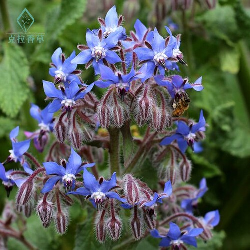 琉璃苣可食用一年生香草植物盆栽克拉香草新鲜可做菜观赏开花好看 - 图1