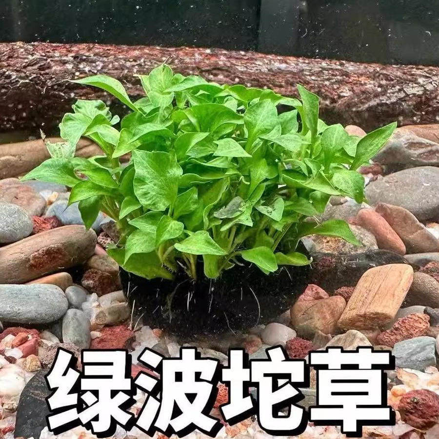 红波坨草自带营养底座养鱼水草绿波植物红色阴性好养活新手淡水,淘宝优惠券,粉丝福利购,淘宝优惠卷