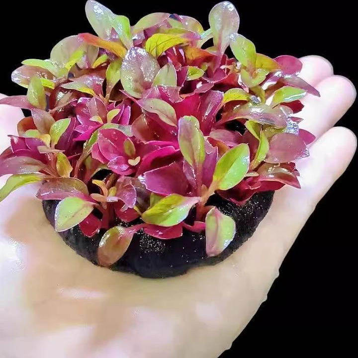 红波坨草自带营养底座养鱼水草绿波植物红色阴性好养活新手淡水,淘宝优惠券,粉丝福利购,淘宝优惠卷