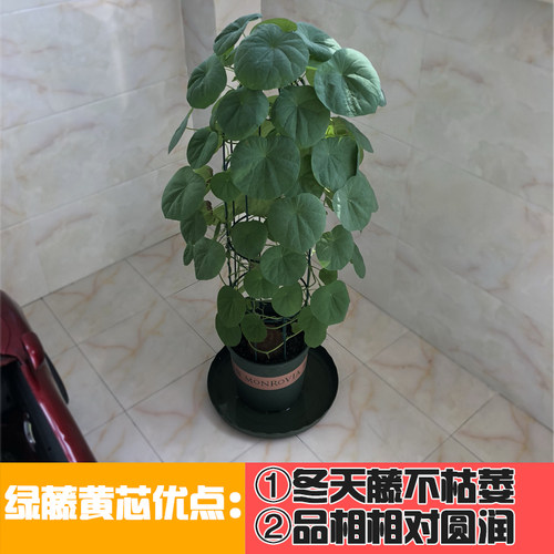 藤本皇后山乌龟带芽包活好养室内盆栽多肉植物花盆小黄龟阳台爬藤 - 图1