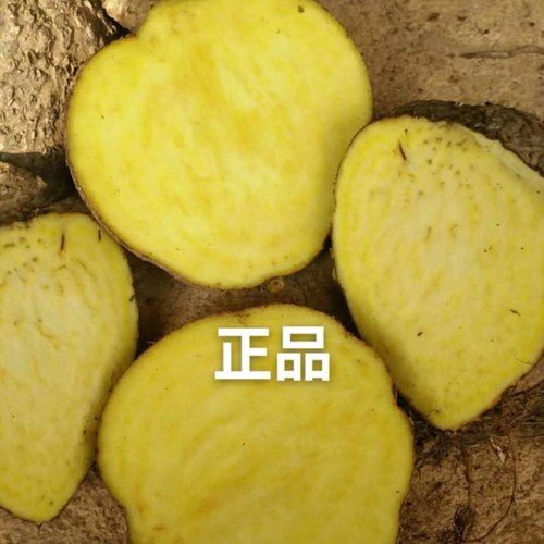 藤本皇后山乌龟带芽包活好养室内盆栽多肉植物花盆小黄龟阳台爬藤 - 图2