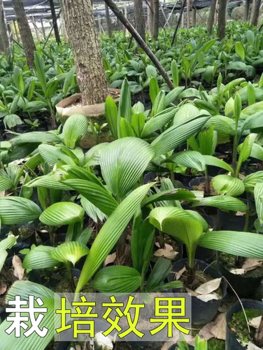 大叶仙茅工程用地苗木庭院地被绿植道路绿化苗木四季常青护坡植物 - 图2
