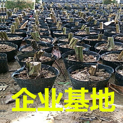 大叶仙茅工程用地苗木庭院地被绿植道路绿化苗木四季常青护坡植物 - 图3