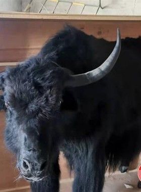 加工定制动物标本科普展示