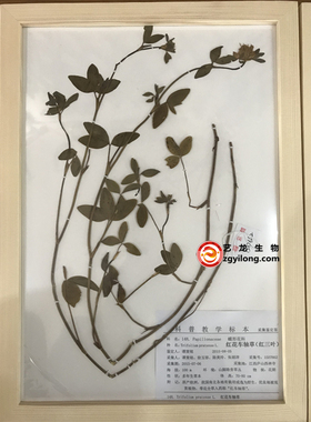 教学实木植物标本定制