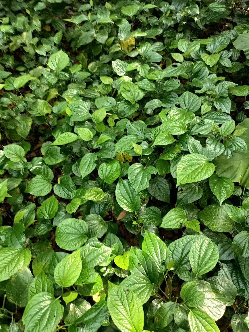 新鲜现摘假蒌叶蛤蒌叶青蒌叶假娄菜野香菜叶急捞叶假蒟菜_虎窝淘